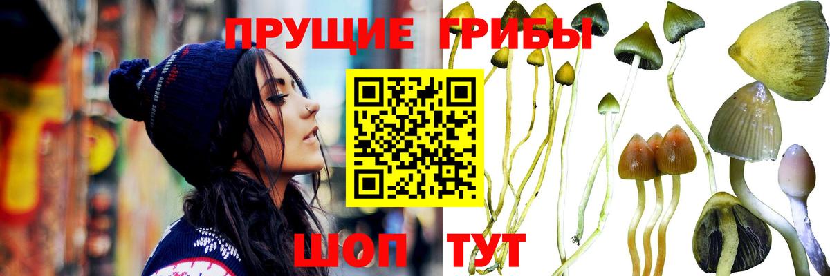 Галлюциногенные грибы Cubensis Кропоткин